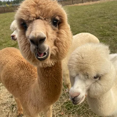 Wypoczynek Pod Lipami 3*