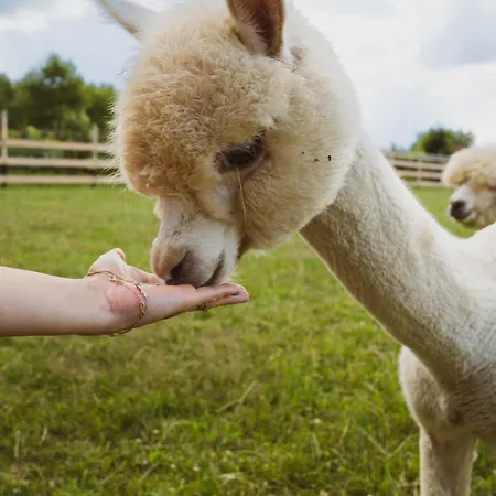 Oda ve Kahvaltı Wypoczynek Pod Lipami