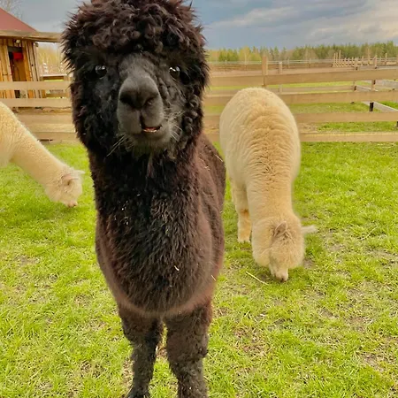 Wypoczynek Pod Lipami Frühstückspension Ruciane-Nida